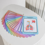 Flashcards