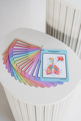 Flashcards